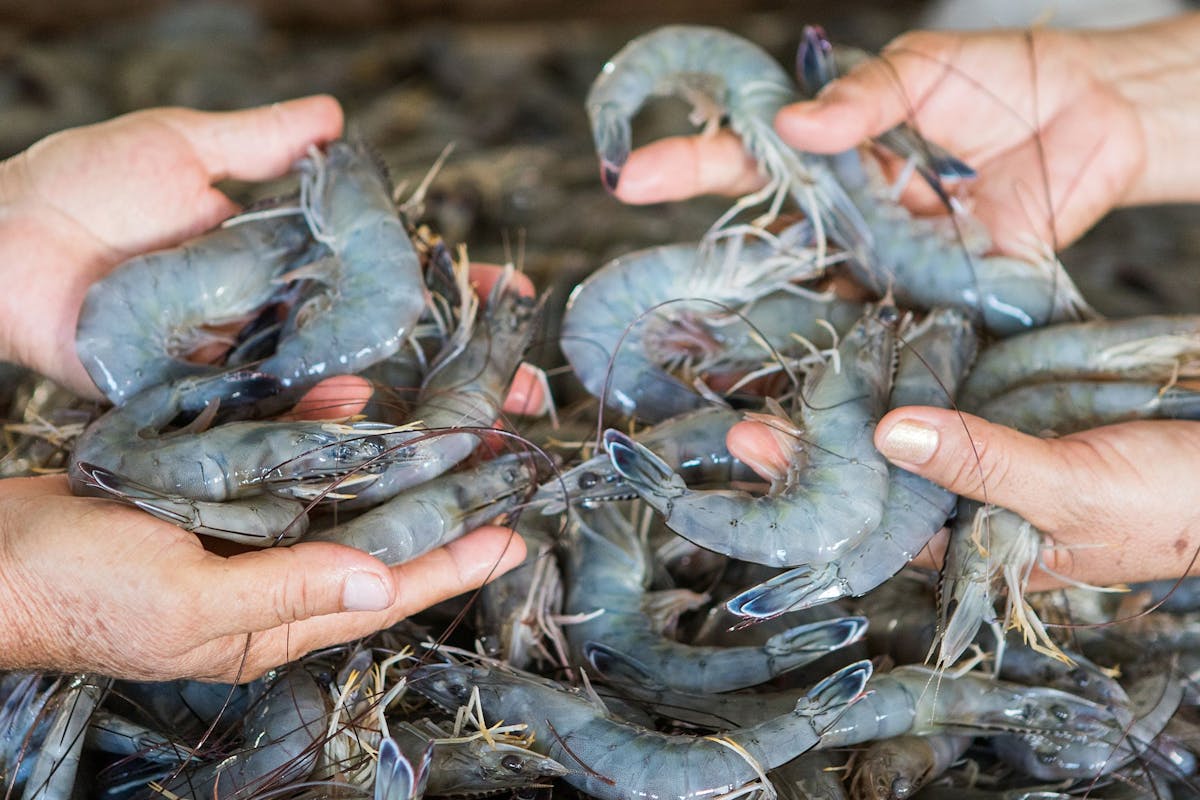 Fair Trade Certified Wild Blue Shrimp: What does that label really mean?