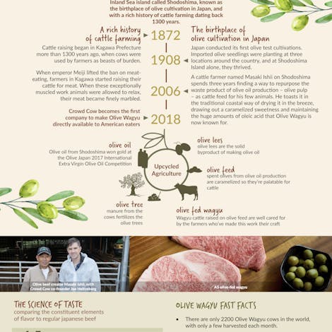Everything to know about Olive Wagyu (Infographic)