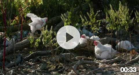 Cooks Venture&#39;s Free-Will Chickens