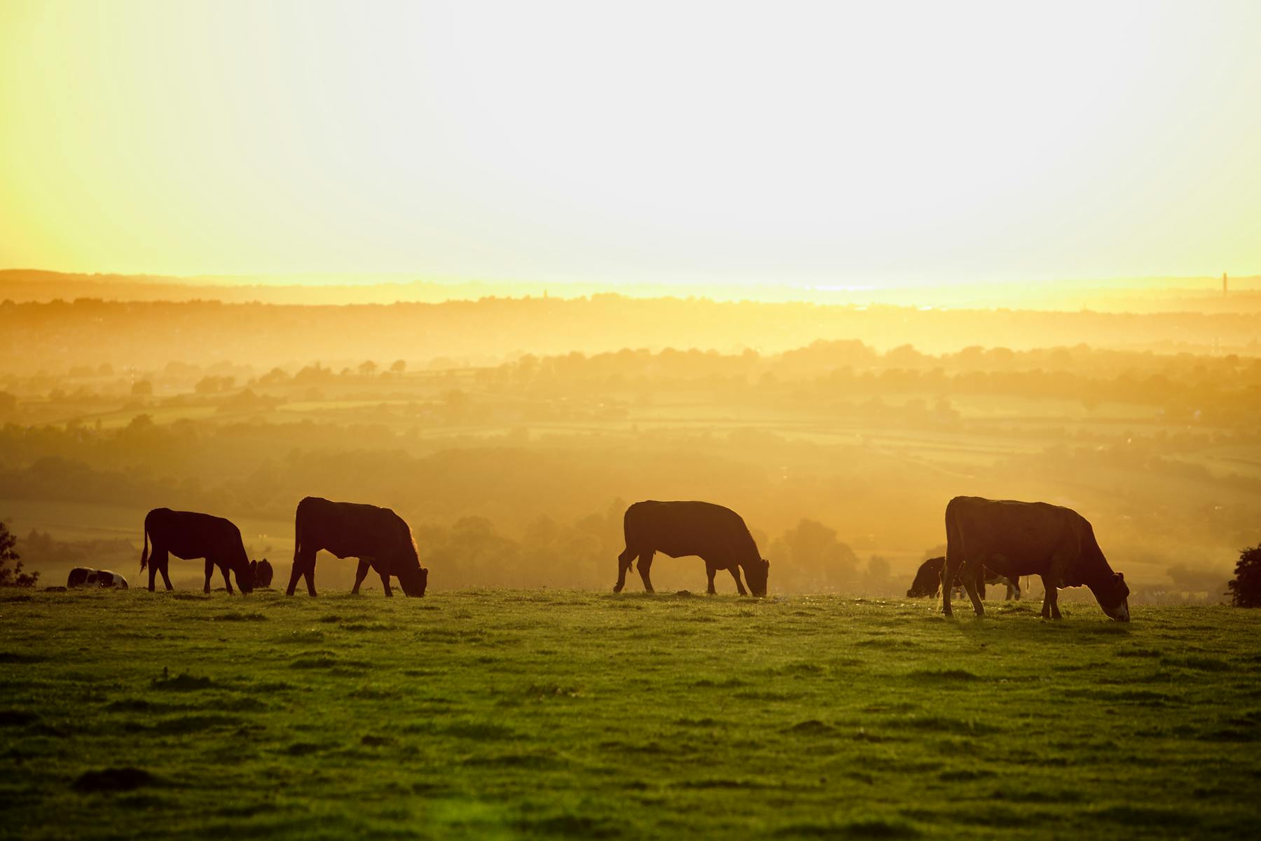 Canyon Valley Cattle Co.