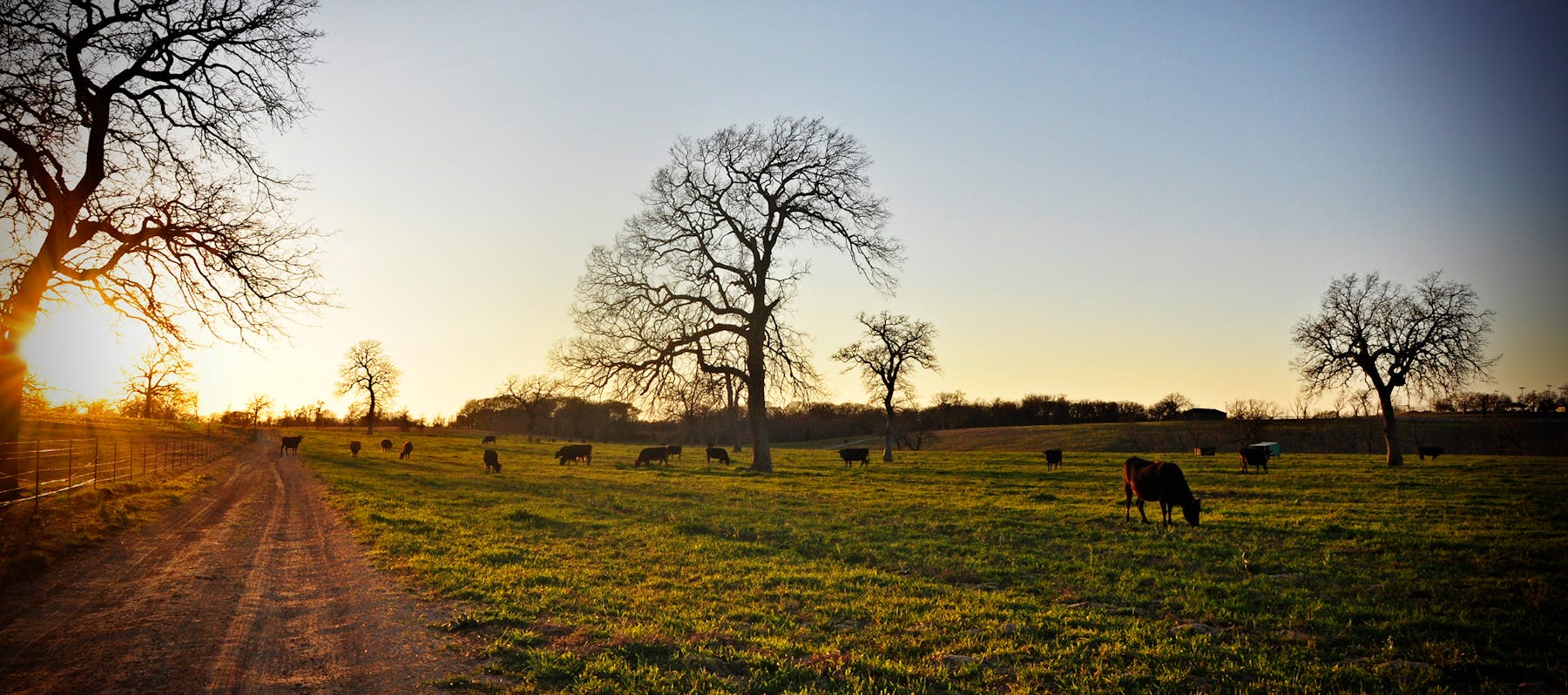 Yamamoto Ranch