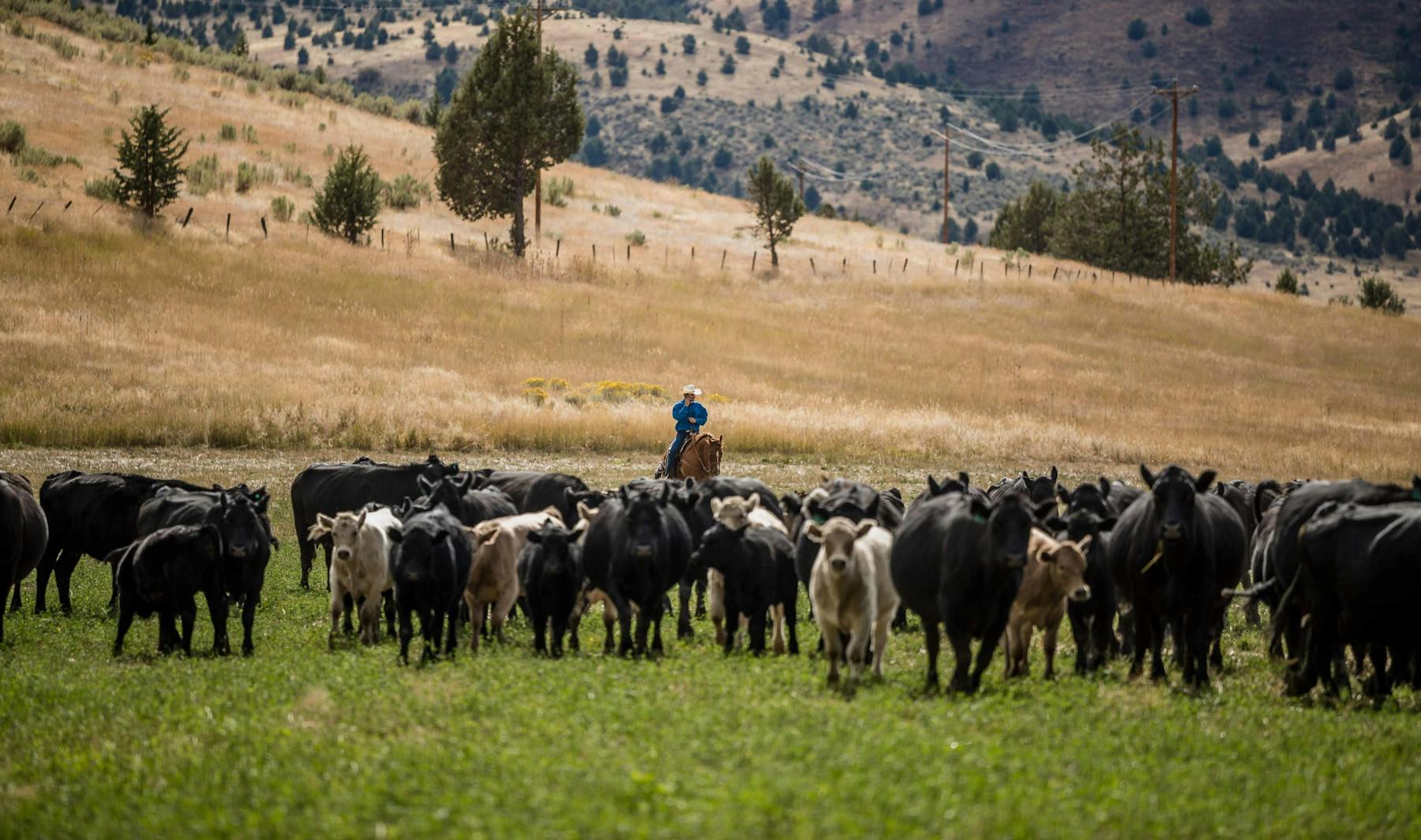 Painted Hills Natural Beef