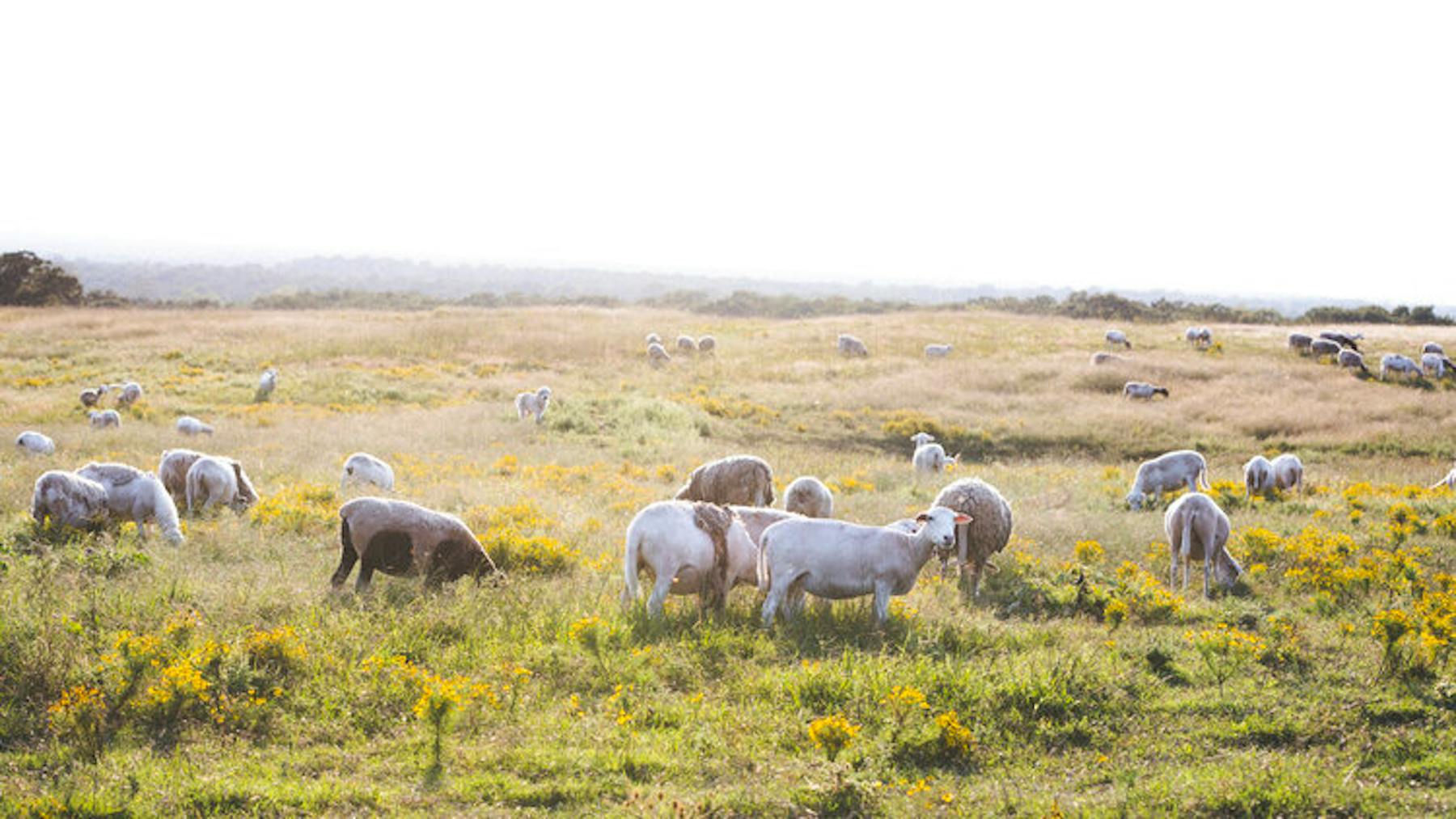 Capra Lamb