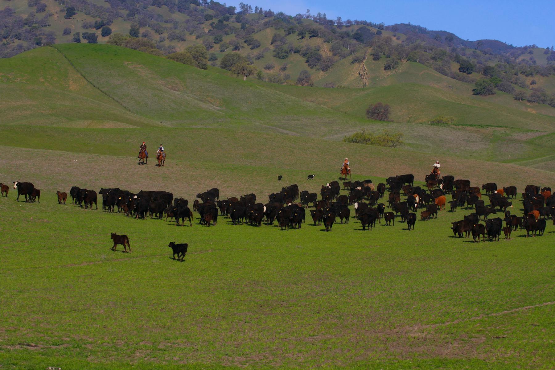 Panorama Organic Grass-fed Beef