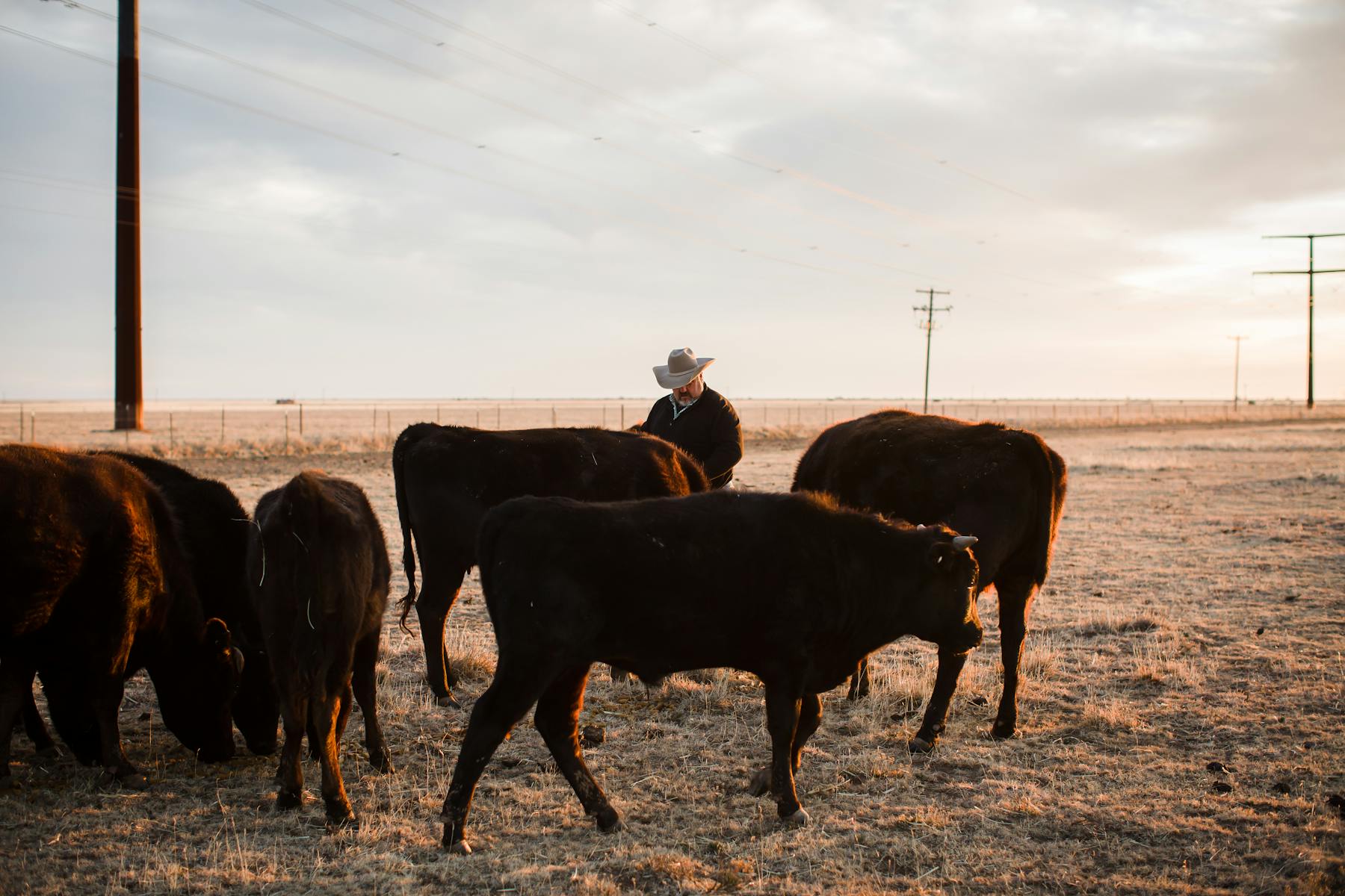 Lone Star Purebred Wagyu
