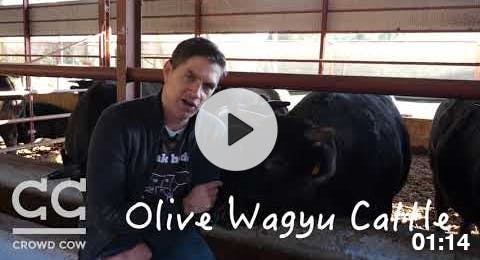 Olive Wagyu Sourcing Olive Wagyu Sourcing
