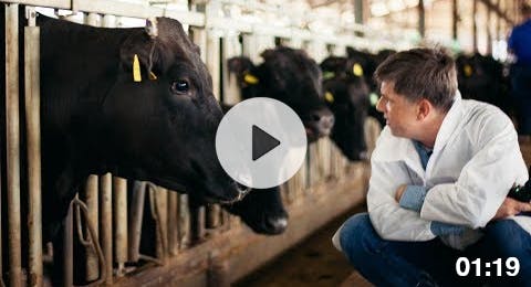 The History of Japanese Wagyu Cattle (Kuroge Wahshu) The History of Japanese Wagyu Cattle (Kuroge Wahshu)