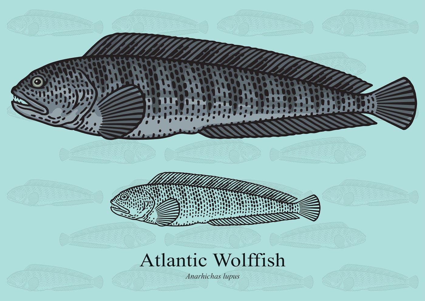 Wolffish Graphic