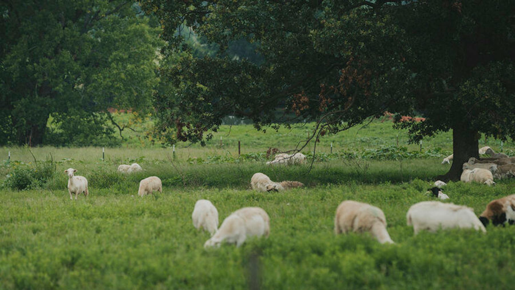 Capra Farm Page