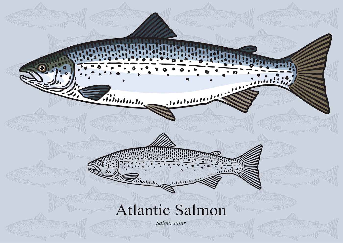 Atlantic Salmon Graphic