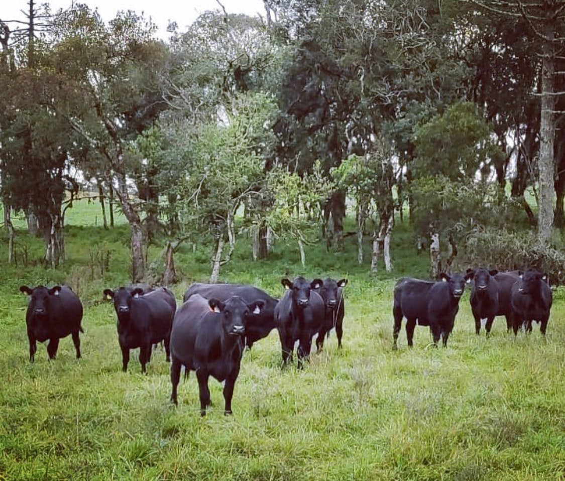 True Grit - Cattle in Pasture