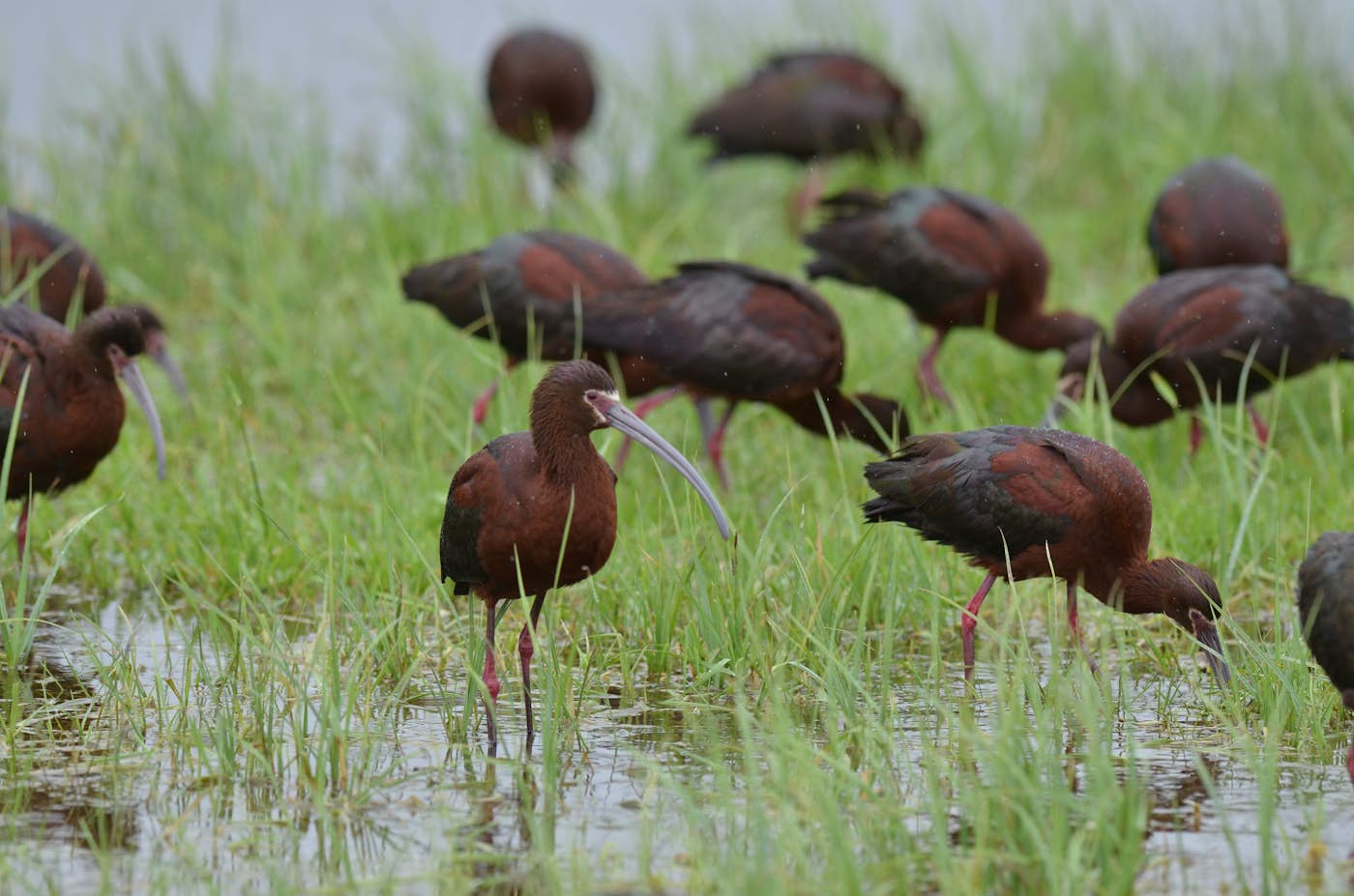 Missouri Prime Birds