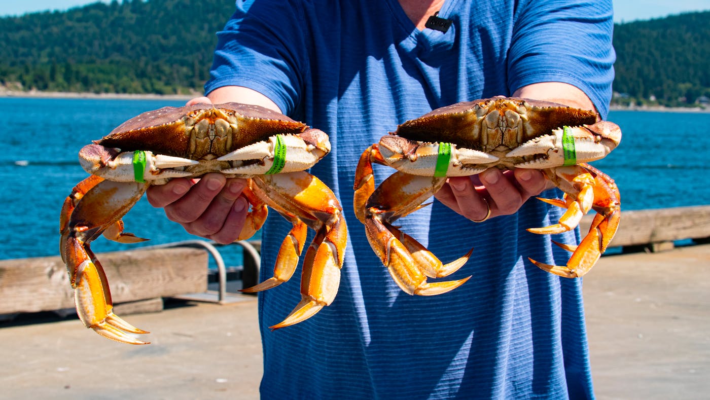 Dungeness Crab Photo