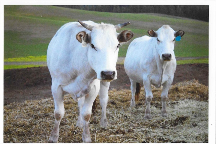 Piedmontese cattle at Emtman Brothers Farms