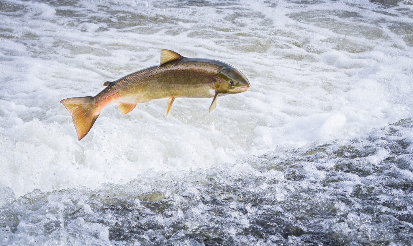 Salmon Jumping in River