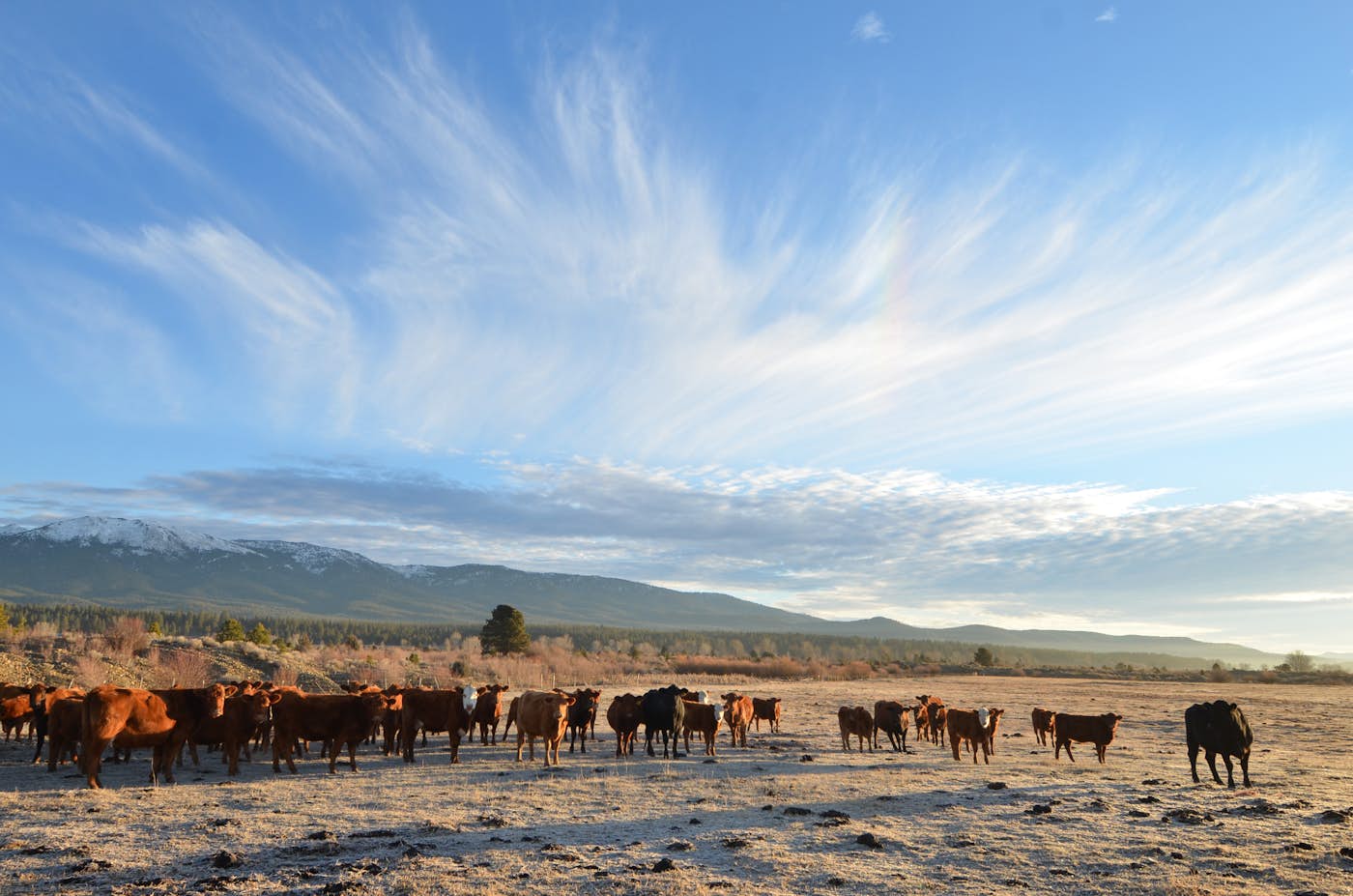 Country Natural Cows in field with mountains