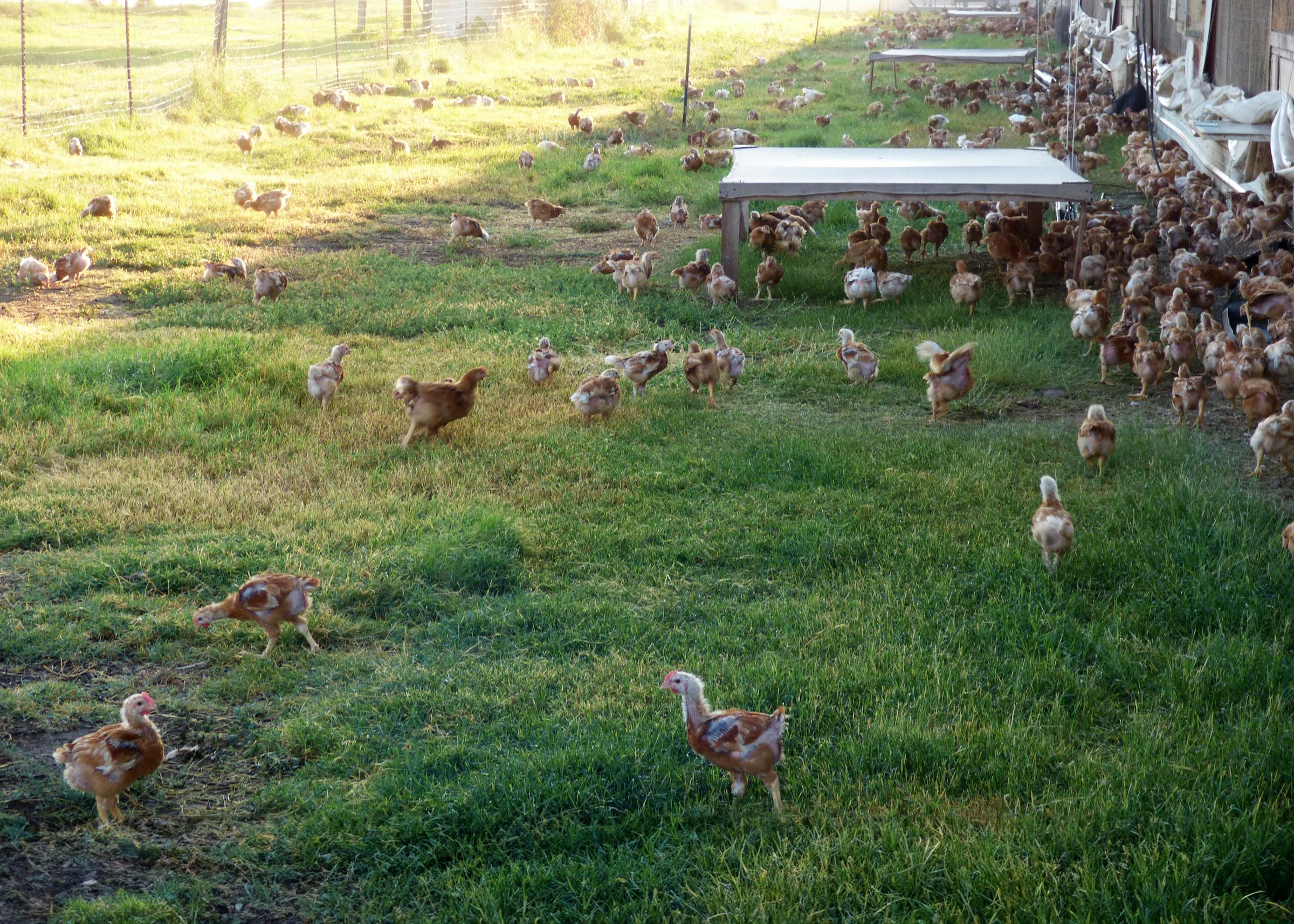 Air Chilled for Better Flavor