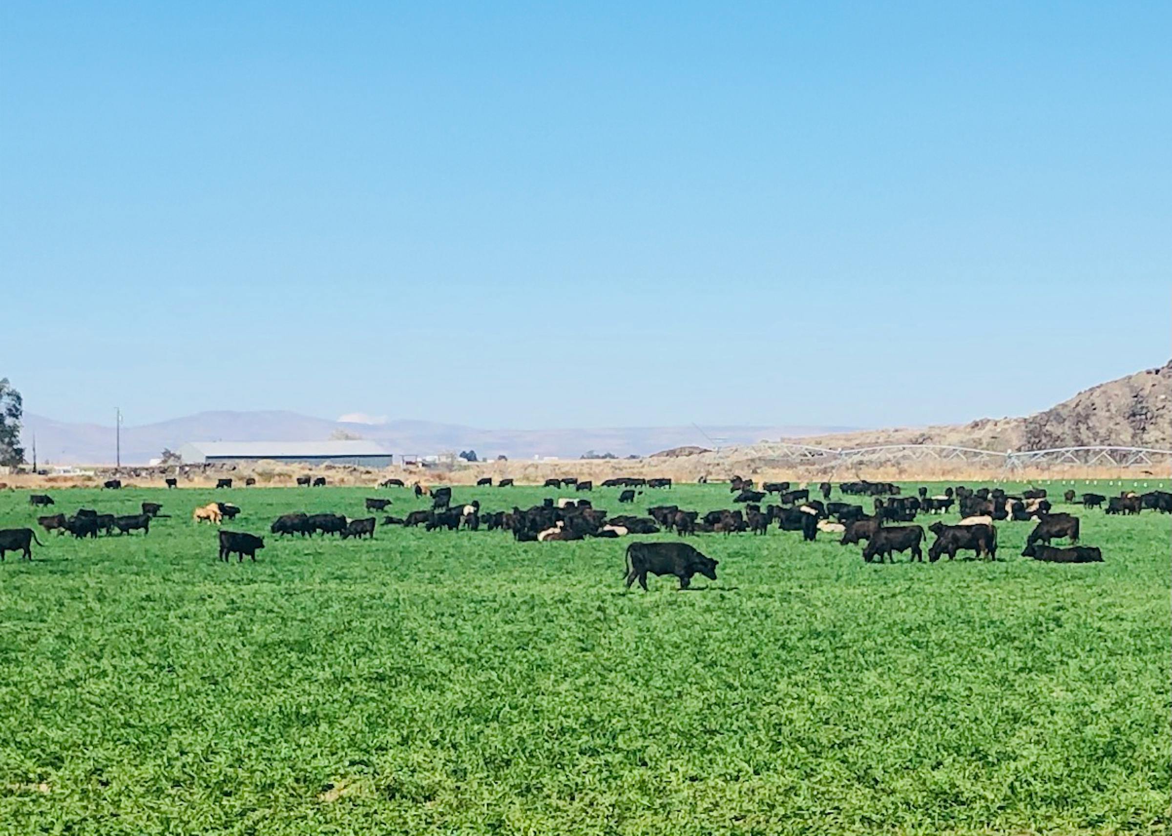 Raised & Grazed with Love