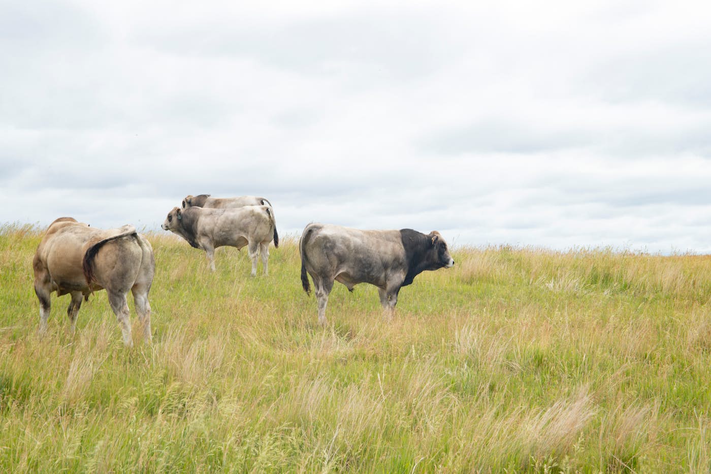 Piedmontese on Ranch