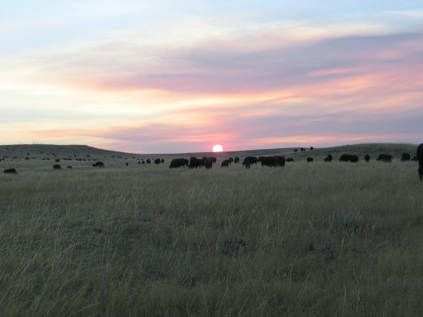 Durham Ranch Bison