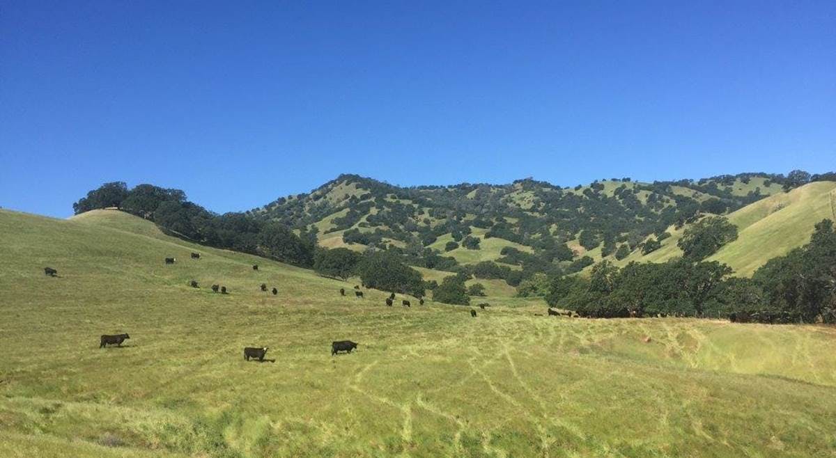 Panorama Grass Pastures