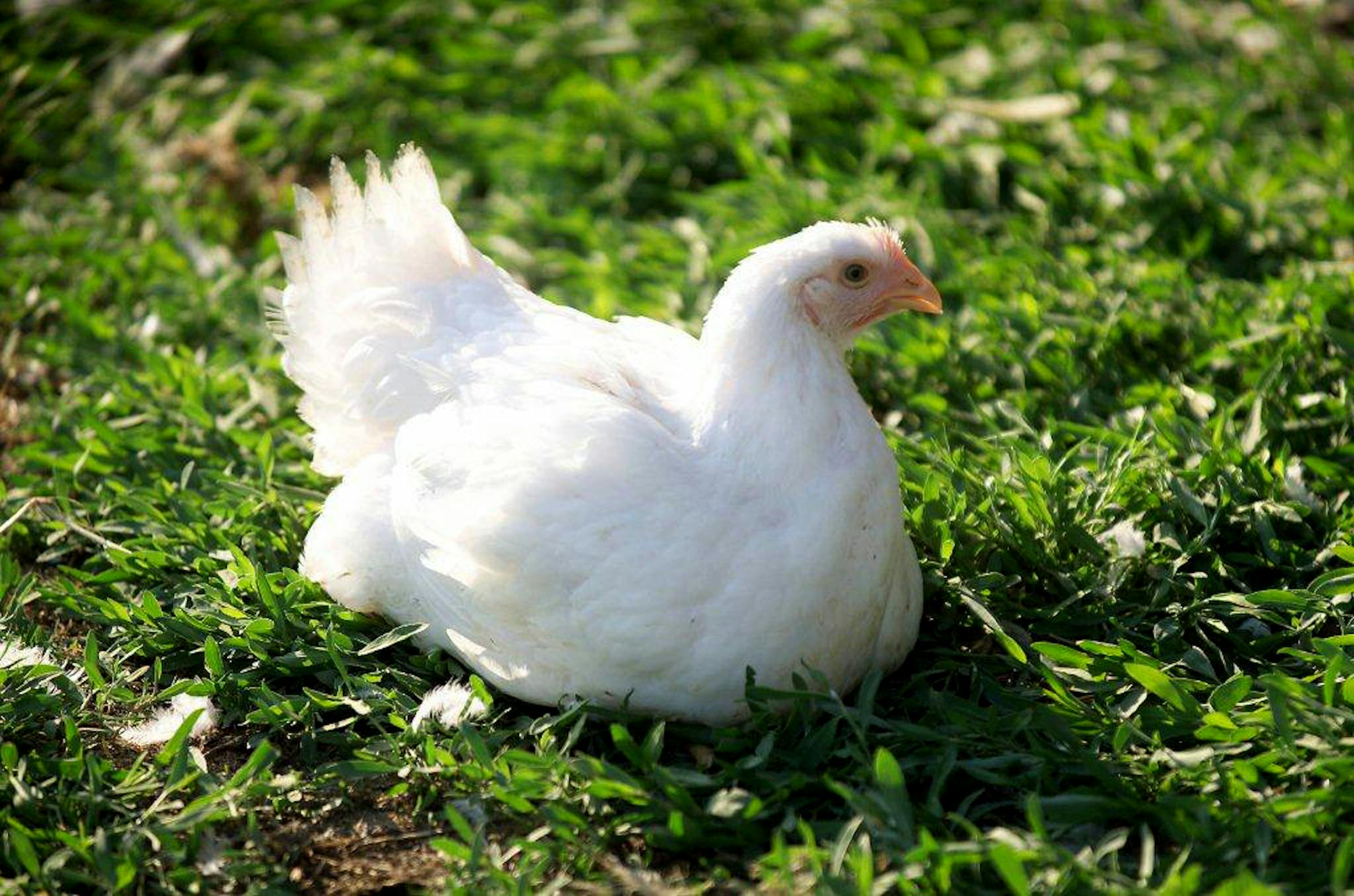 Taste the Heirloom Difference