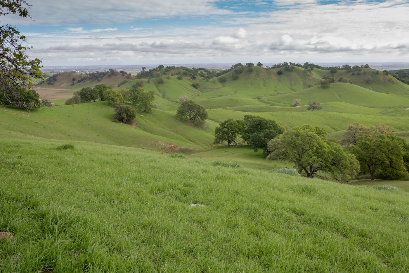 Panorama Grass Fields