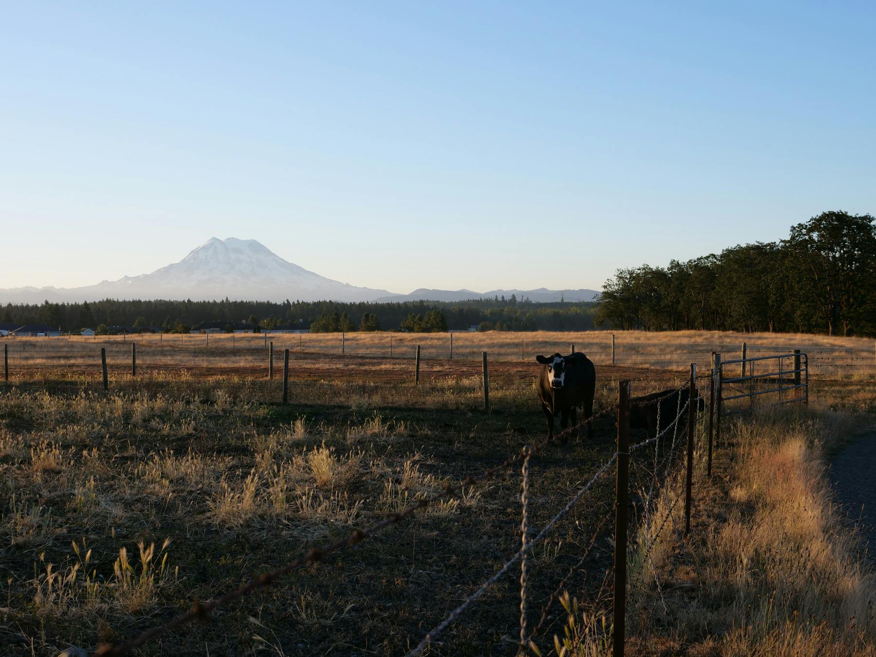 Pacific Northwest - Harlow Cattle Co