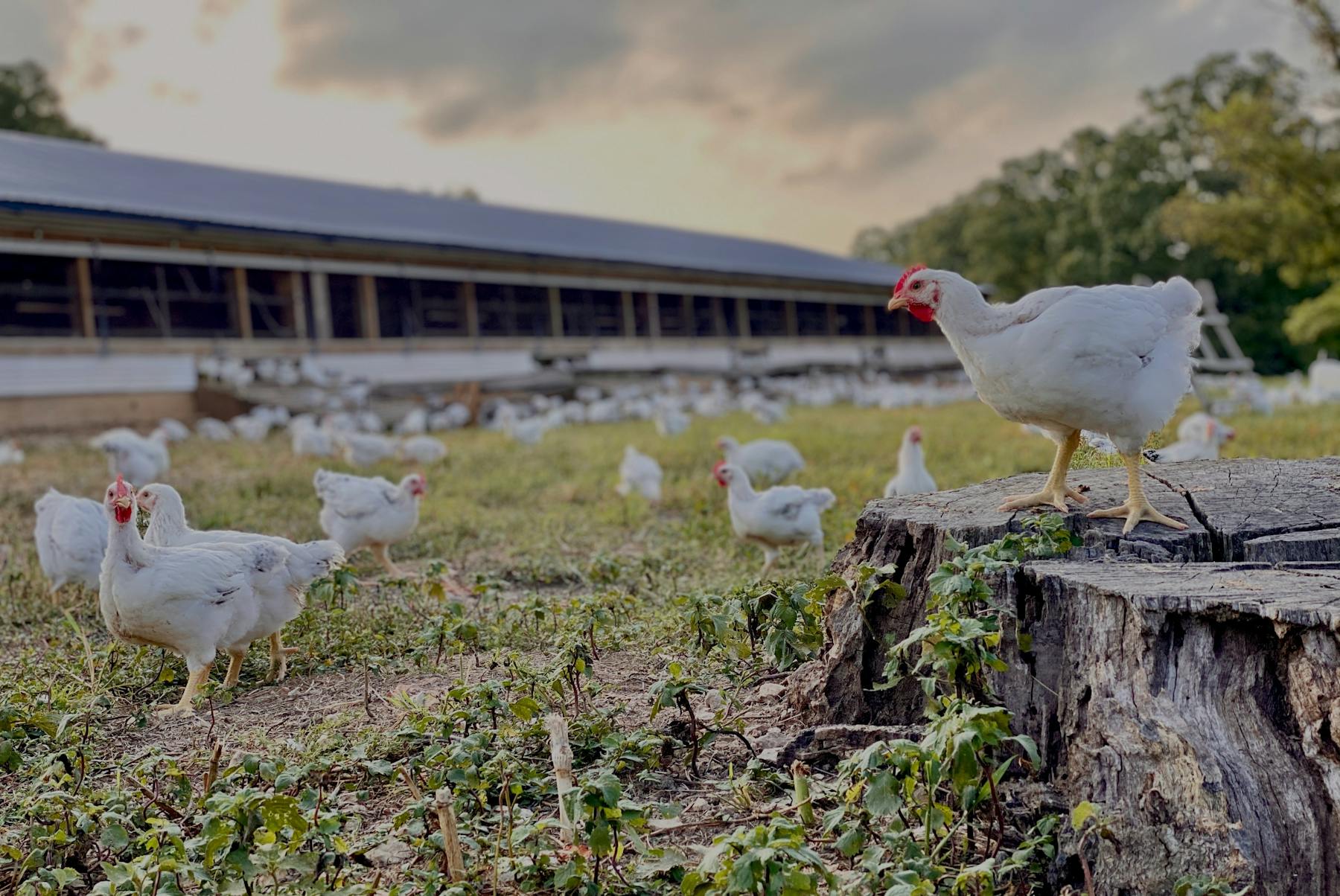 Organic Free-Range Chicken Hero Image