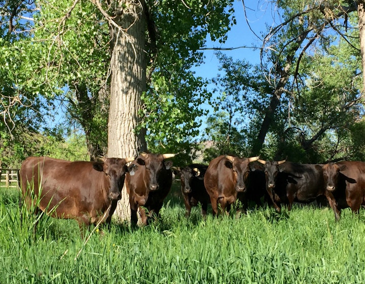Wagyu herd at Omega Beef