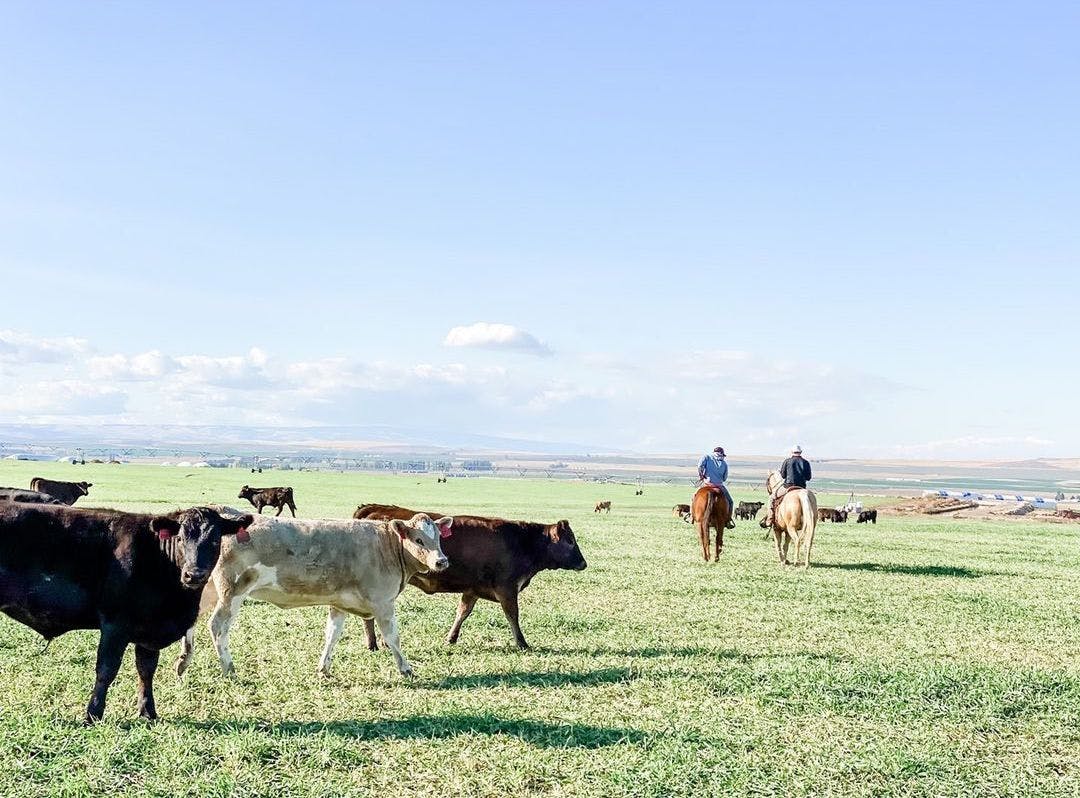 Royal Ranch Farm