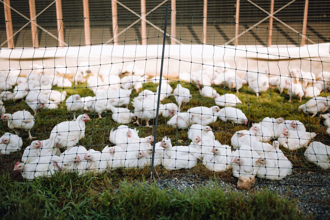 Healthy Chicken