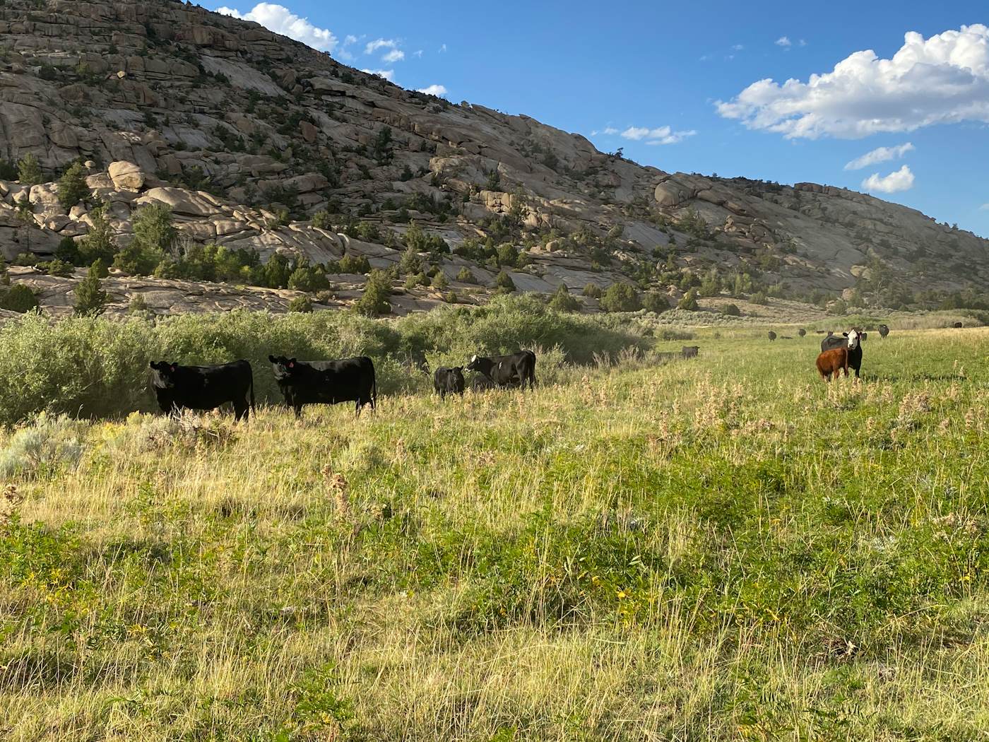 Anderson Ranch - Fields